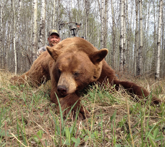 Bear
