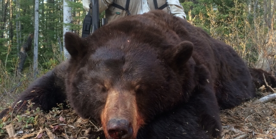2015 spring bear 126