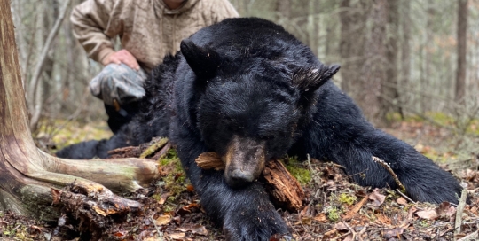 northernedgeoutfitting.bear.(12)