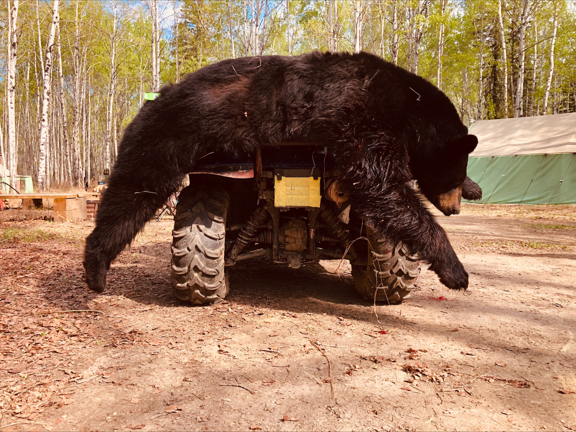 northernedgeoutfitting.bear.2023.07 (7)