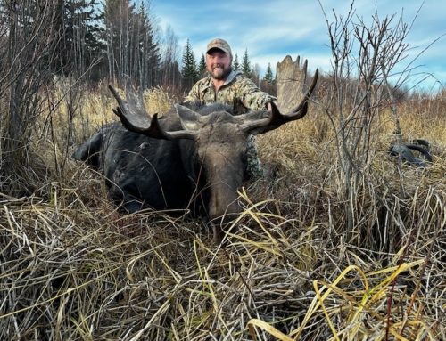Moose