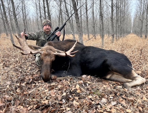 Moose