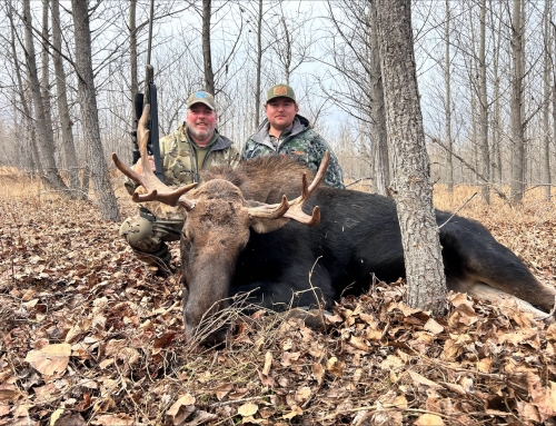 Moose
