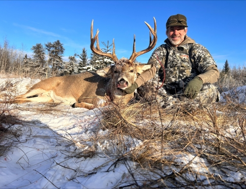 Whitetail