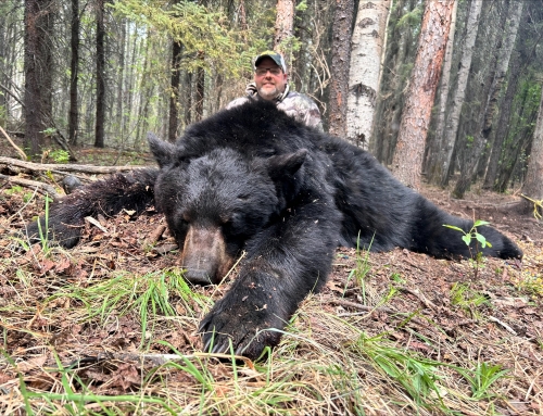 Bear
