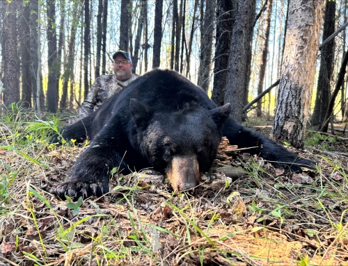 Bear
