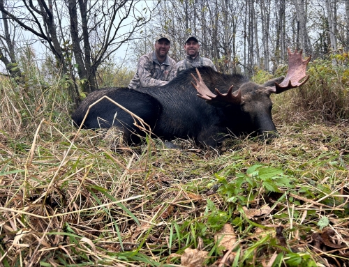 Moose