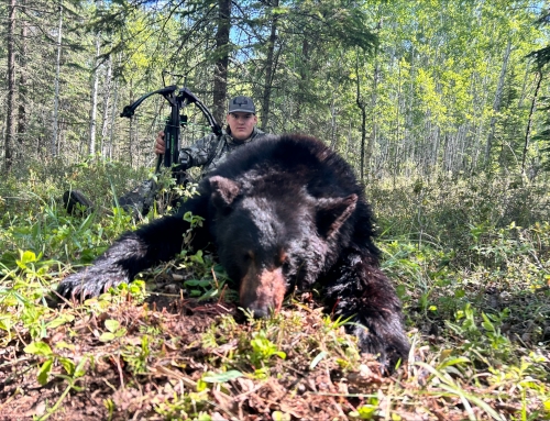 Bear