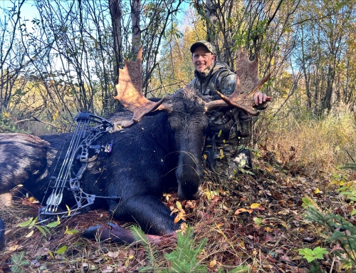 Moose