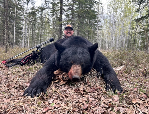 Bear